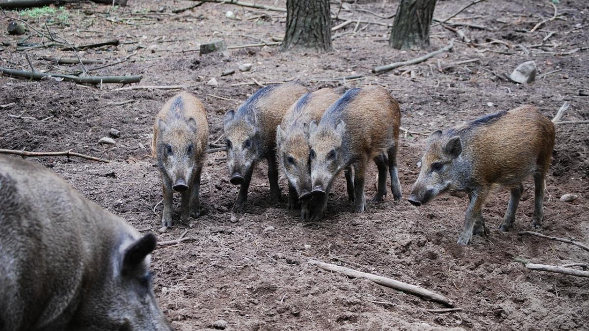 masuri drastice impotriva pestei porcine incepe sacrificarea mistretilor din zona dobrogei
