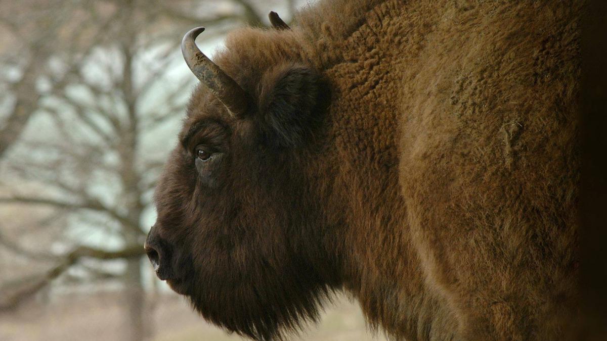 concurs inedit boteaza un zimbru
