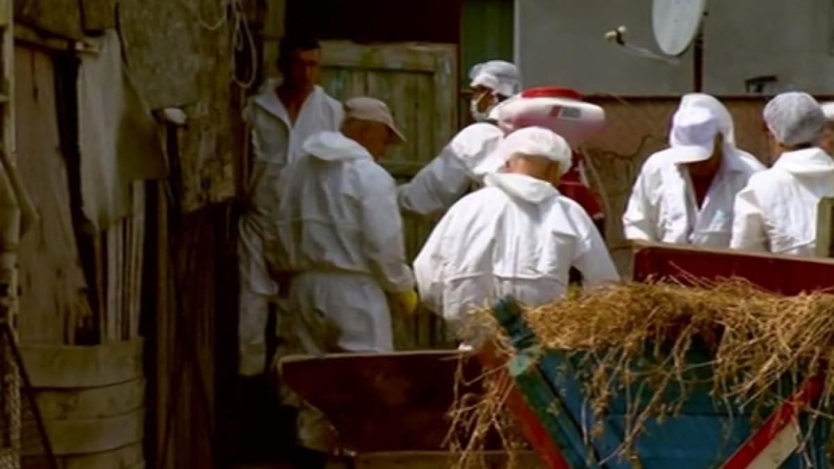 incompetenta autoritatilor poate duce pesta porcina in panza freatica avertizeaza specialistii