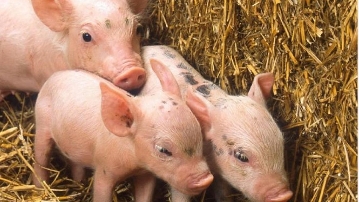 pesta porcina se extinde iar autoritatile nu au niciun control asupra fenomenului