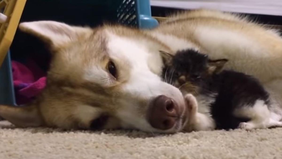 un pui de pisica adoptat de o catelusa aceasta isi pierduse toti puii la nastere