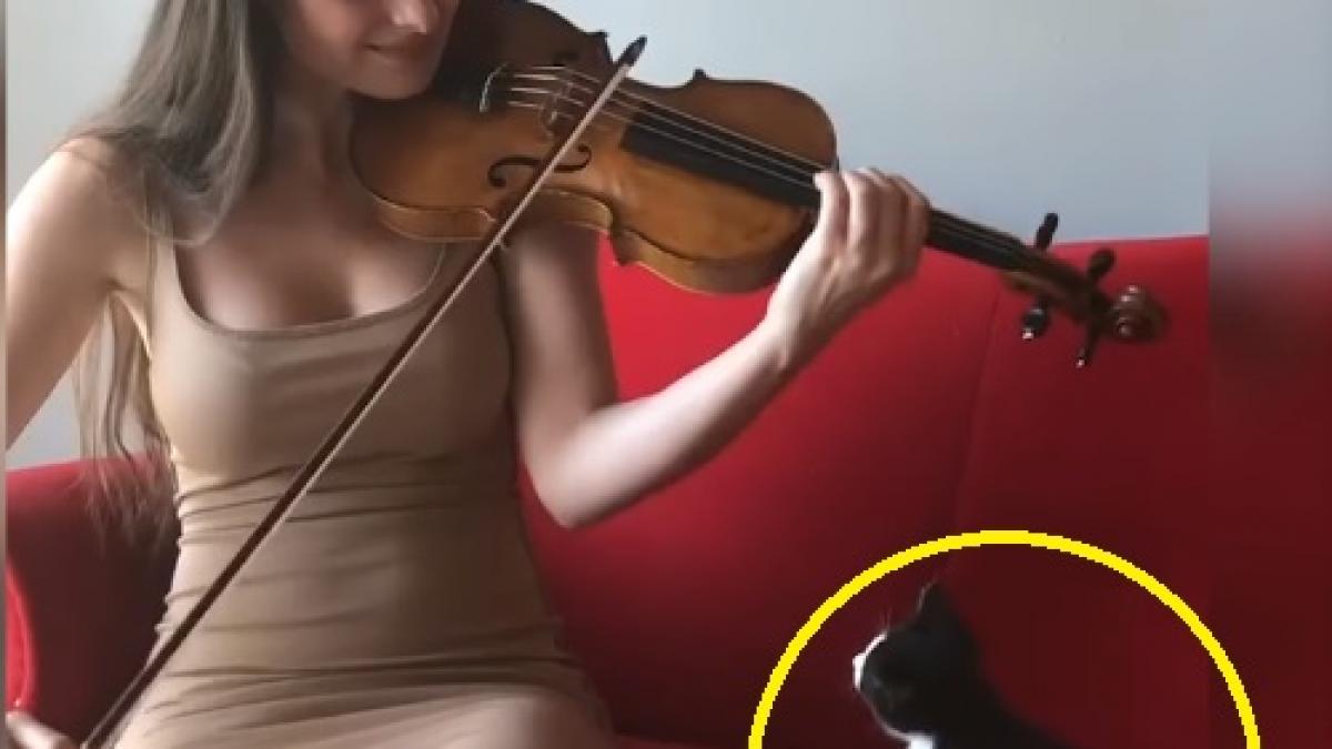 video asa ceva nu vezi prea des este incredibil ce face pisoiul cand o aude pe fata cantand la