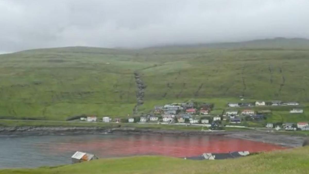 imagini sconate o mare a devenit rosie de sange