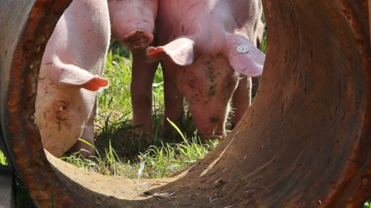 un nou focar de pesta porcina africana