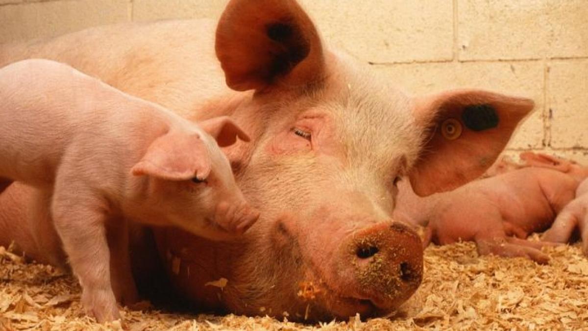 pesta porcina africana a ajuns la braila