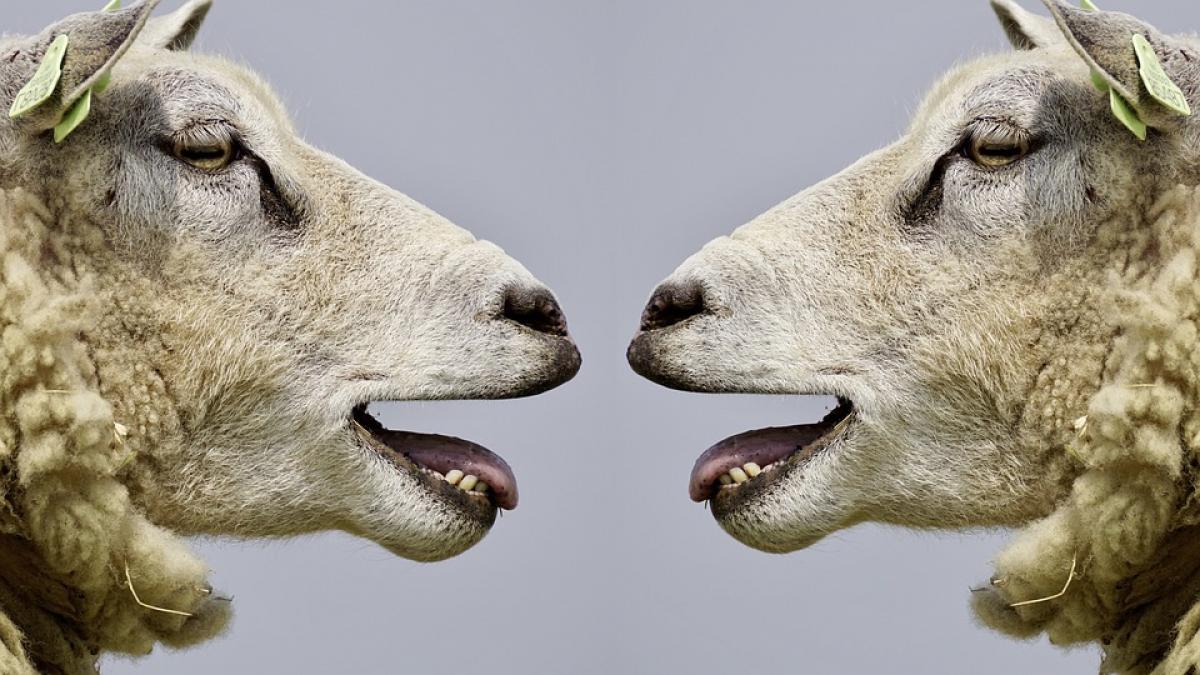 putini romani stiu asta de unde provine de fapt celebra expresie sa revenim la oile noastre