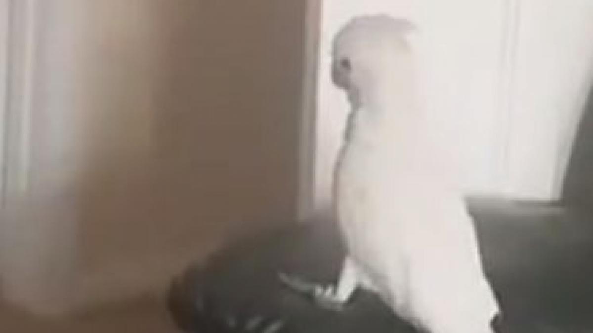 reactia haioasa a unui papagal cand a vazut ca stapanul sau a disparut