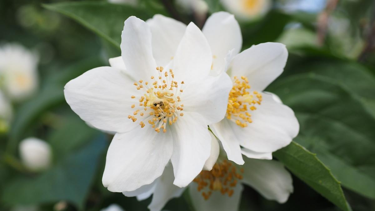 floarea care te ajuta sa slabesti si te protejeaza de bolile cardiovasculare