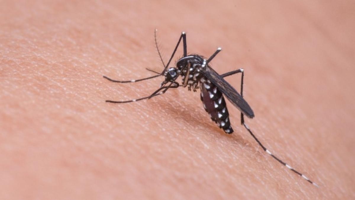 ministerul sanatatii sase persoane au murit in urma infectiei cu virusul west nile cauzata de