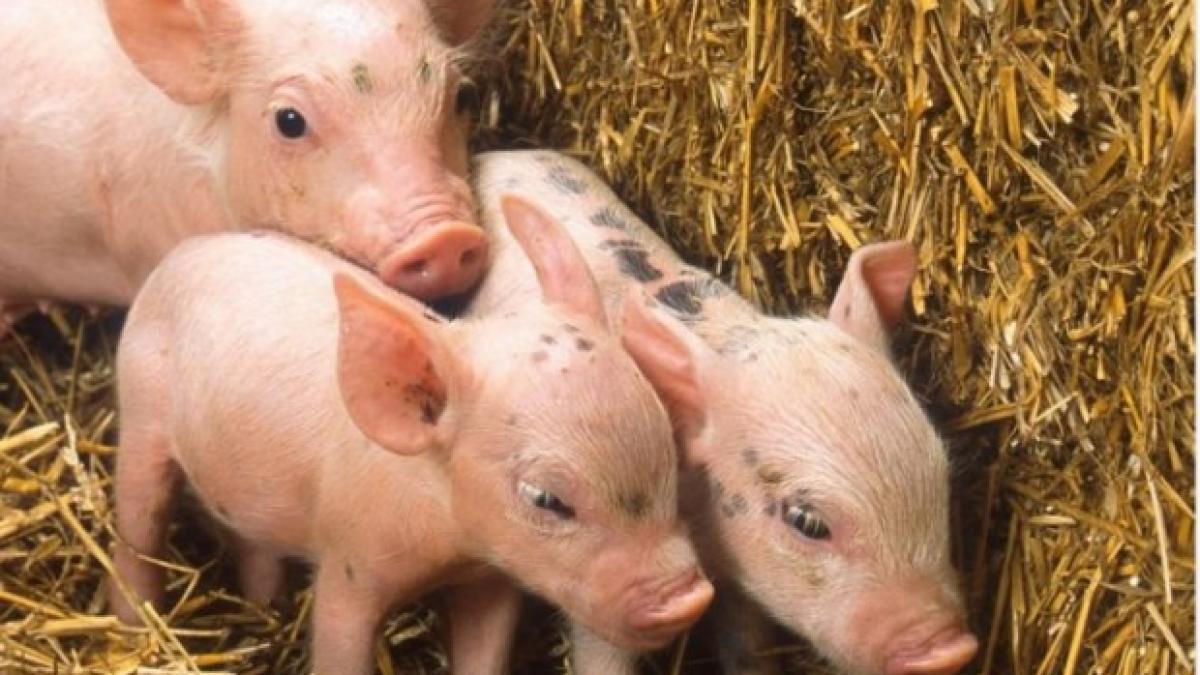 avertisment fara precedent lansat de un fost presedinte ansvsa ce spune despre pesta porcina