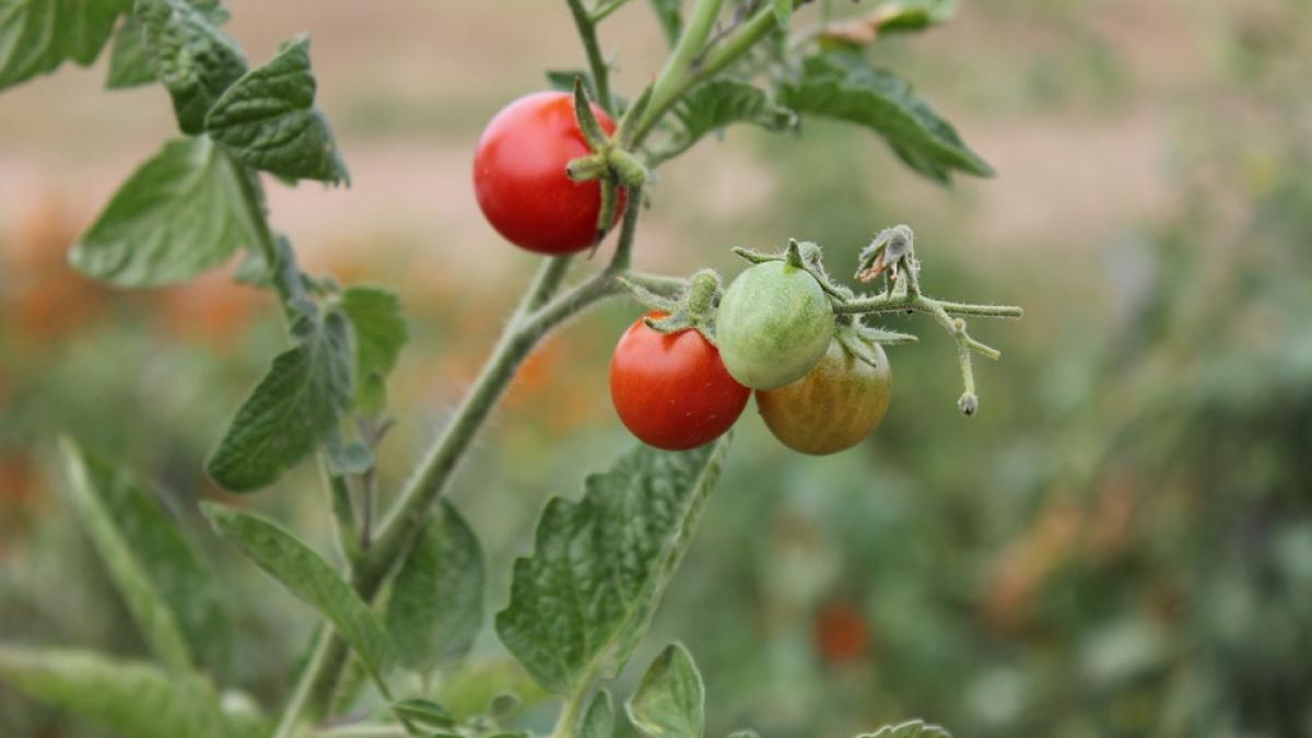 tuta absoluta molia care inspaimanta fermierii romani ce spune ministrul agriculturii