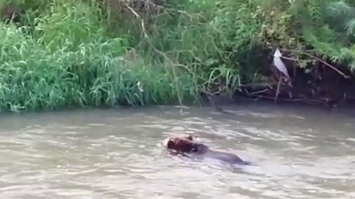 operatiune dramatica de salvare a unui pui de urs apel disperat catre autoritati