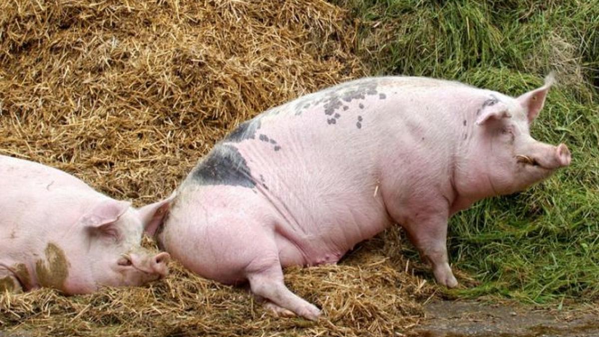 taranii romani sunt disperati de teama pestei isi taie animalele sanatoase din gospodarii