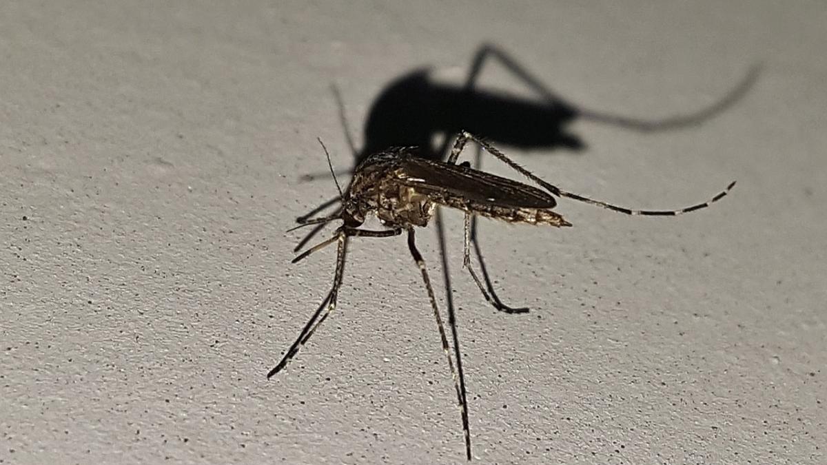 atentie cinci oameni au murit in bucuresti din cauza virusului west nile cum ne protejam de tantari