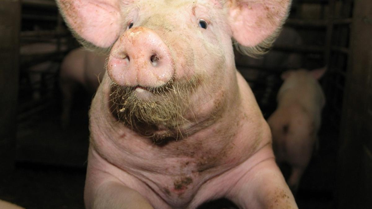 explicatii despre pesta porcina africana de la ministerul agriculturii multi sunt dezinformati