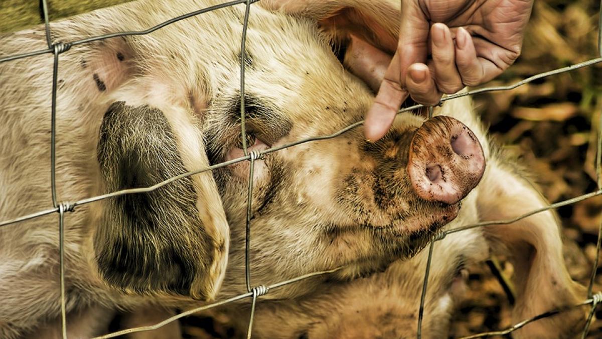 adevarul despre pesta porcina ce se intampla cu virusul pe plan mondial