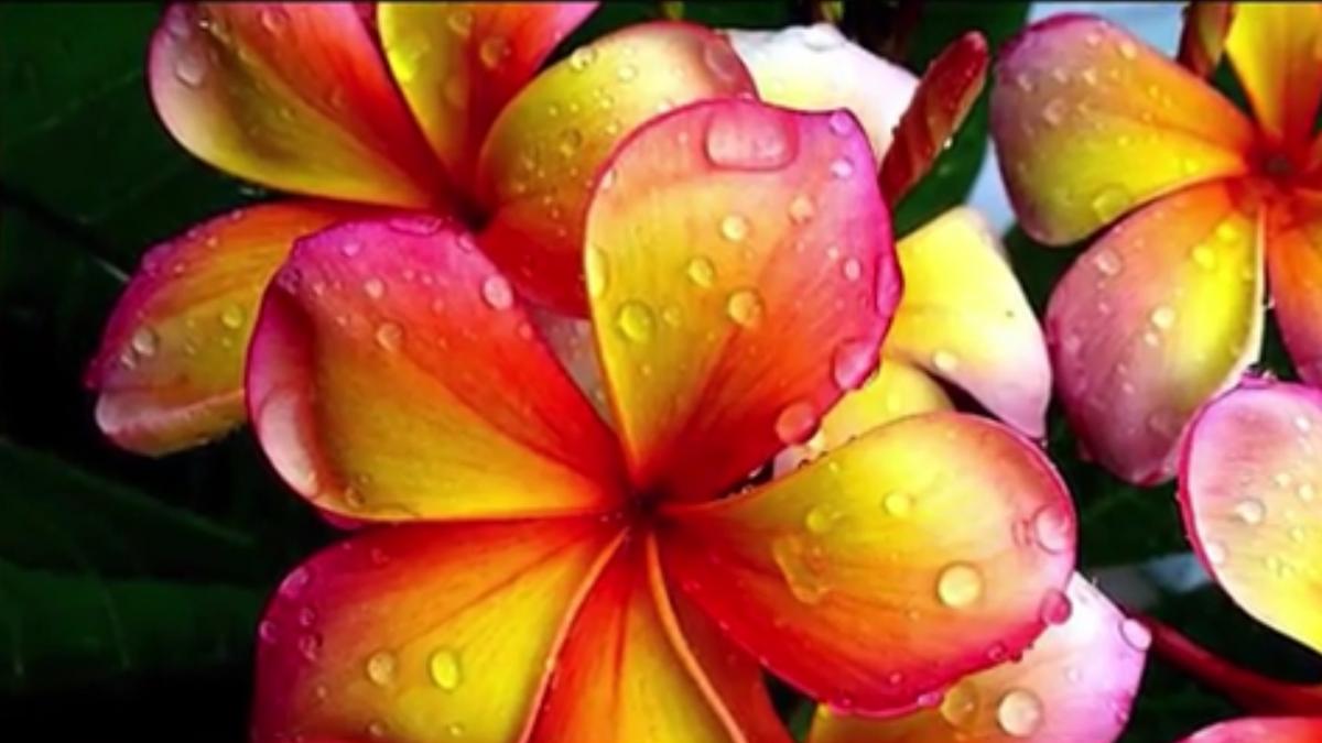 plumeria o planta exotica usor de intretinut