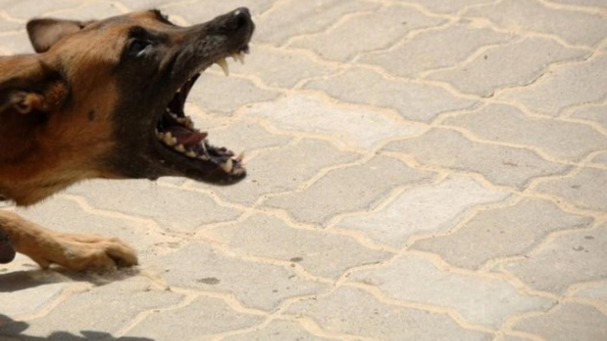 o batrana din iasi sfasiata de cainele vecinului
