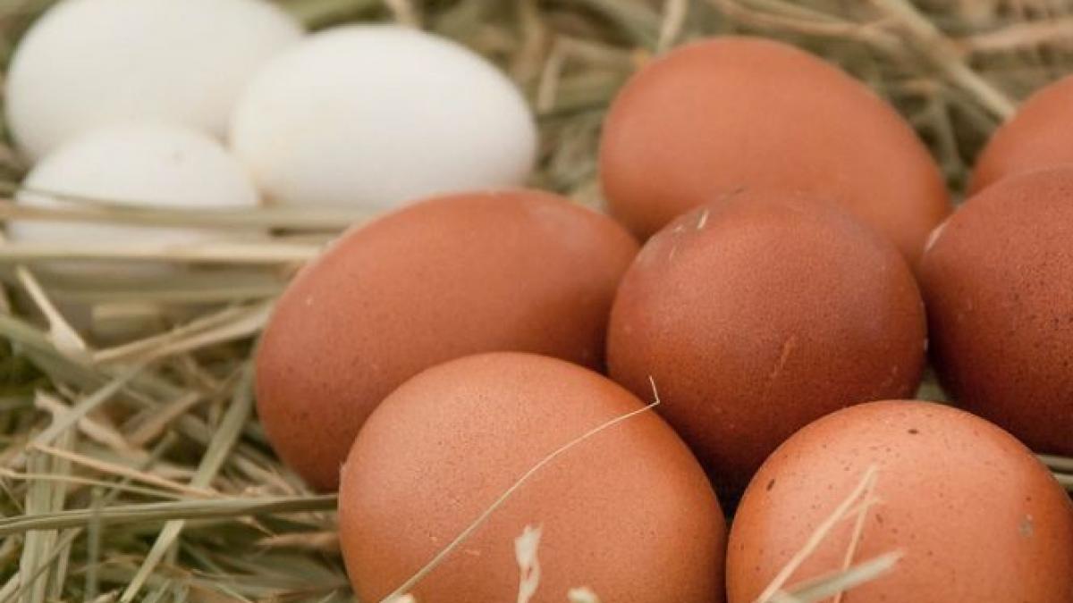 oua cu coaja alba sau maronie expertii spun care e diferenta