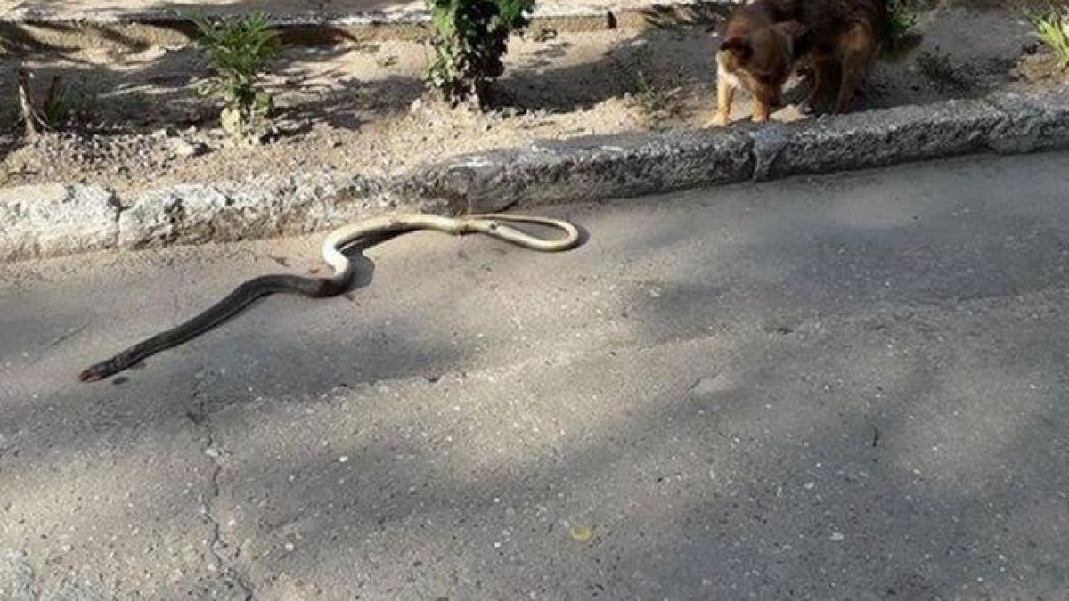 un sat din romania a fost invadat de serpi specia poate ajunge la doi metri