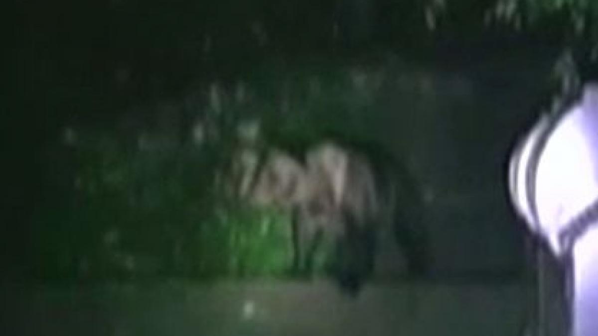 pui de urs ramas blocat intr un container salvat de jandarmii din harghita