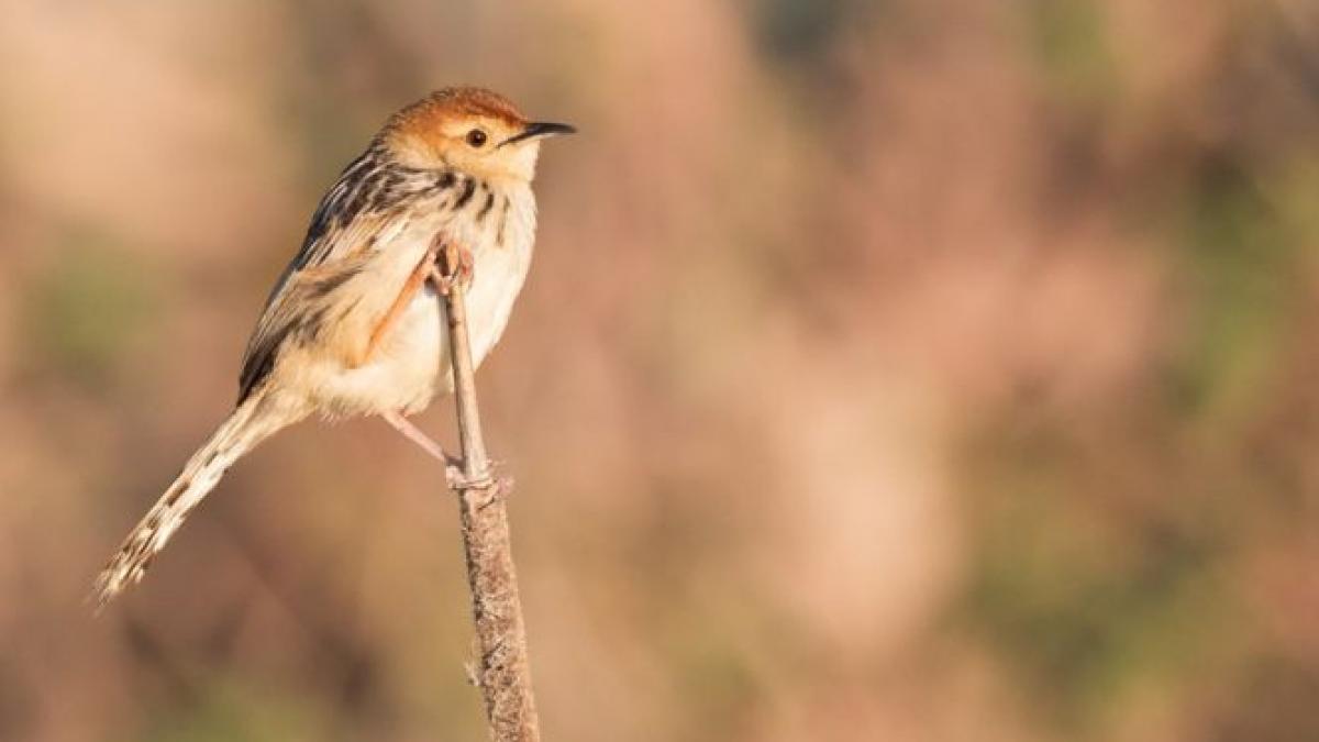 o noua specie de pitulice a fost descoperita in romania cum arata pasarea