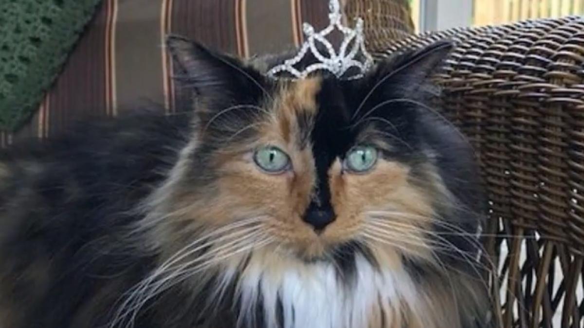 orasul in care oamenii au ales o pisica pentru postul de primar