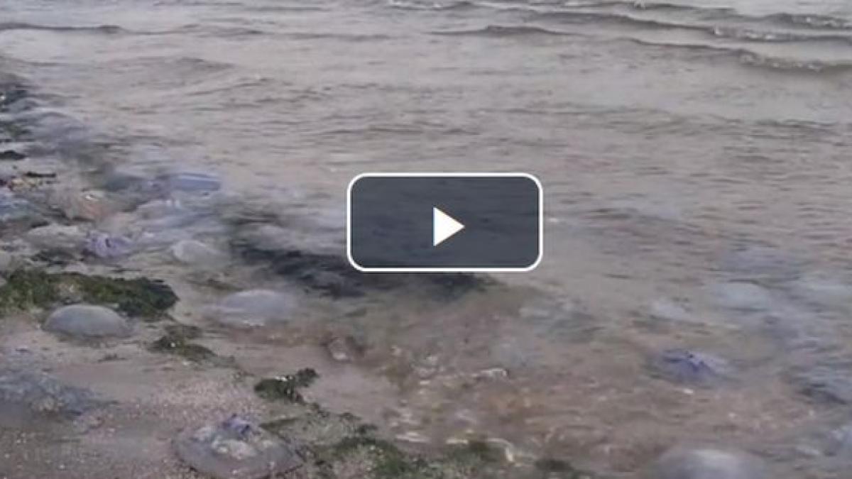 premiera pe litoral exemplare nemaiintalnite in marea neagra au aparut pe plaje in constanta