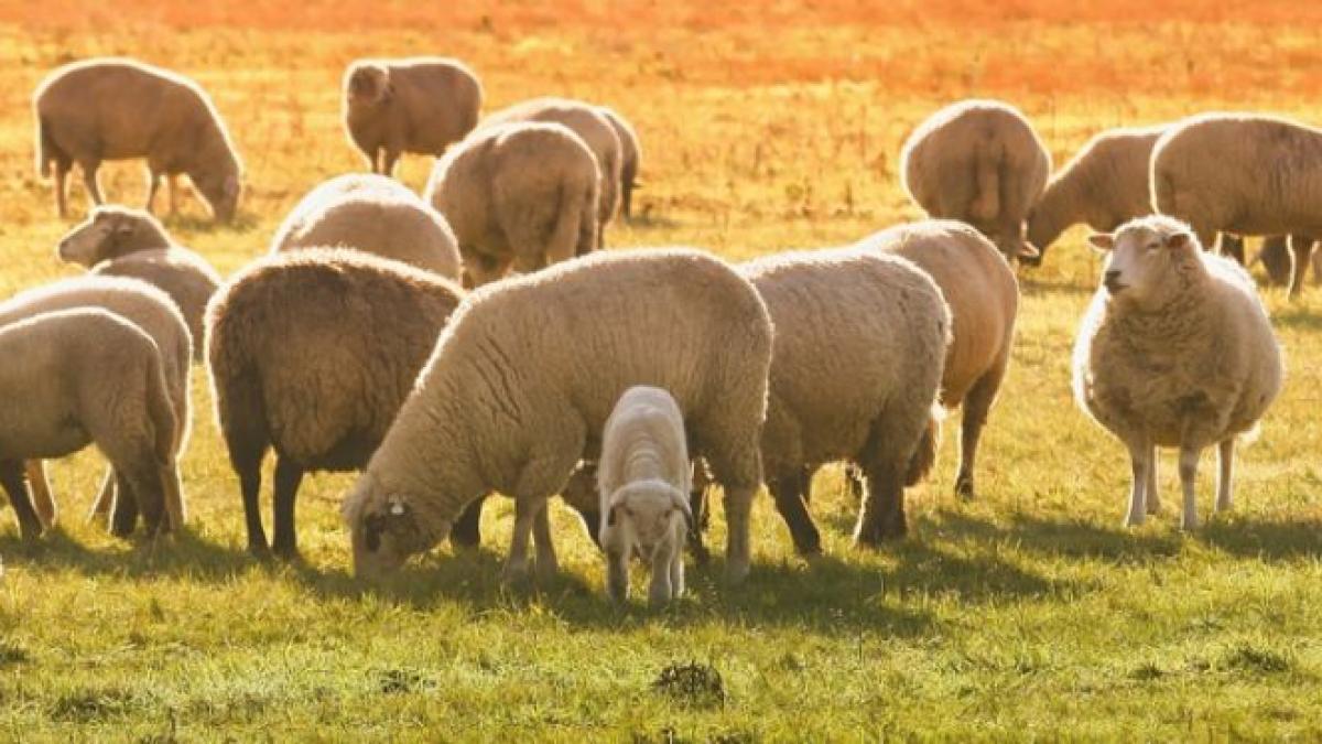 manda exista pericolul unui alt virus la rumegatoarele mici