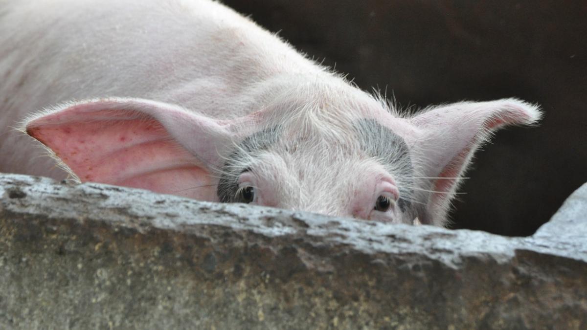 pesta porcina face ravagii oamenii isi taie porcii inainte sa vina autoritatile
