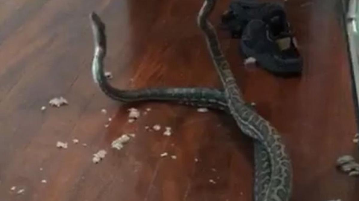 scene socante au intrat in casa si au gasit doi pitoni luptandu se in dormitor video