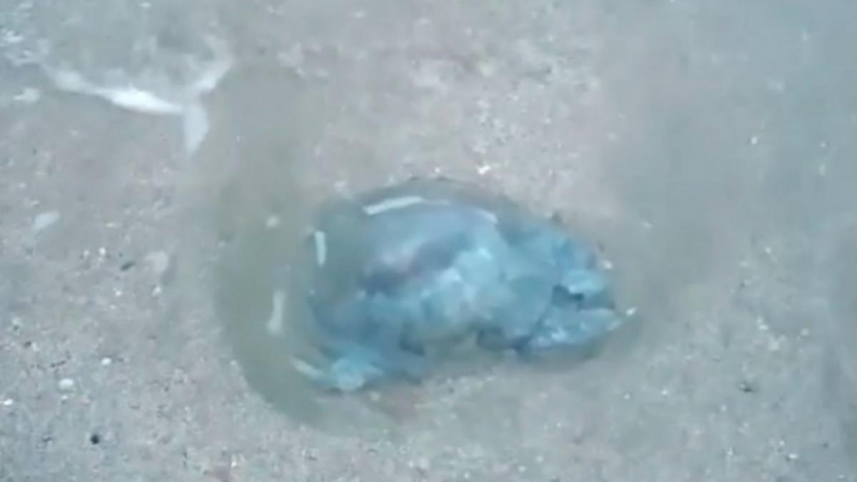 aparitie surprinzatoare la marea neagra ce au gasit turistii in mamaia