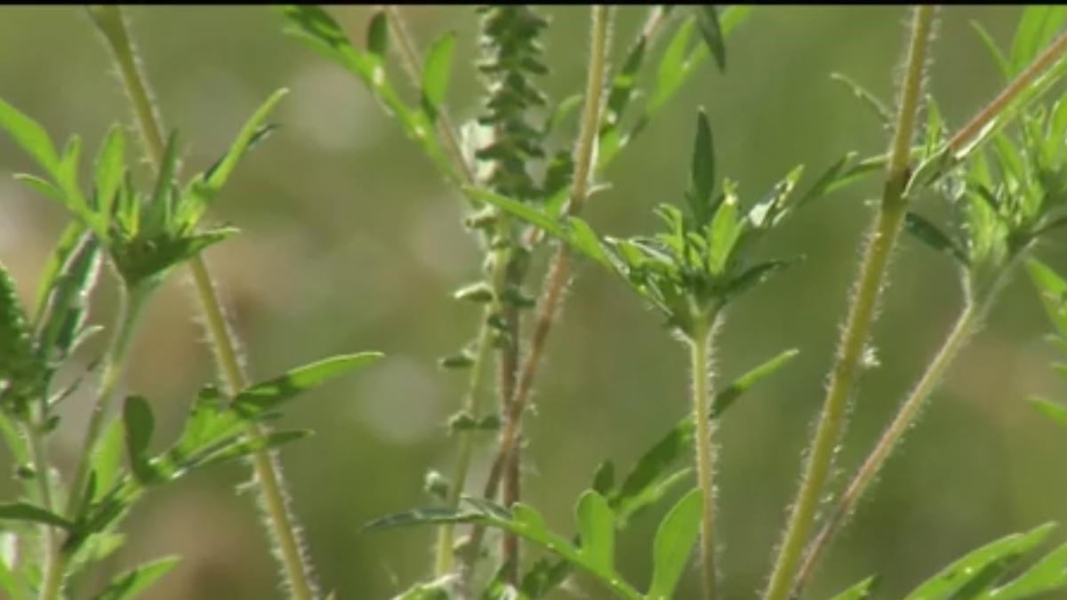 dar si har cum tratam alergia la ambrozie