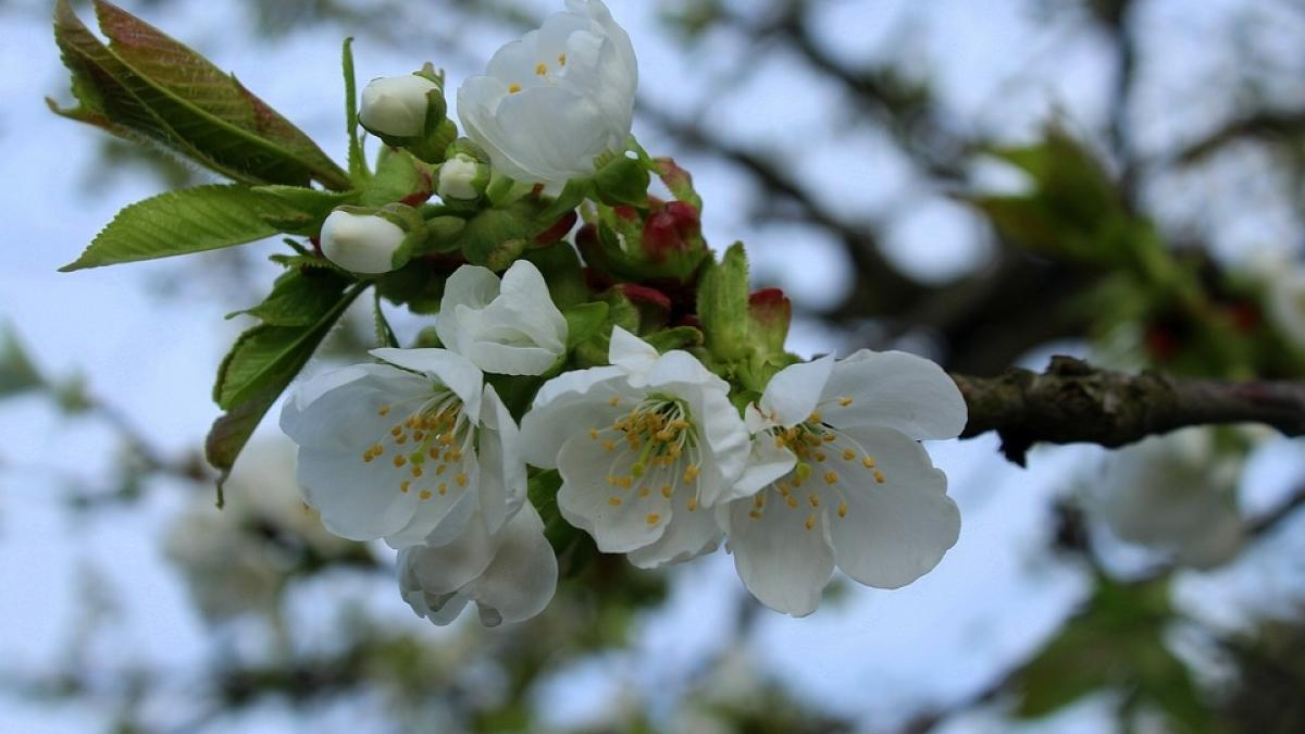 localitatile din romania unde pomii au inflorit pentru a doua oara ce semnificatie are acest fenomen