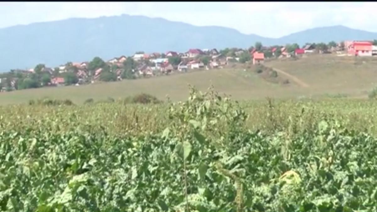 recolta de sfecla de zahar compromisa de ploi