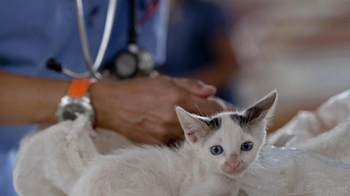 ce se intampla in ultimele clipe din viata animalelor raspunsul socant al unui veterinar