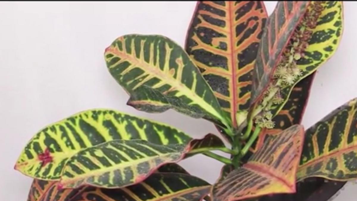 numai de bine crotonul planta cu fiecare frunza diferita