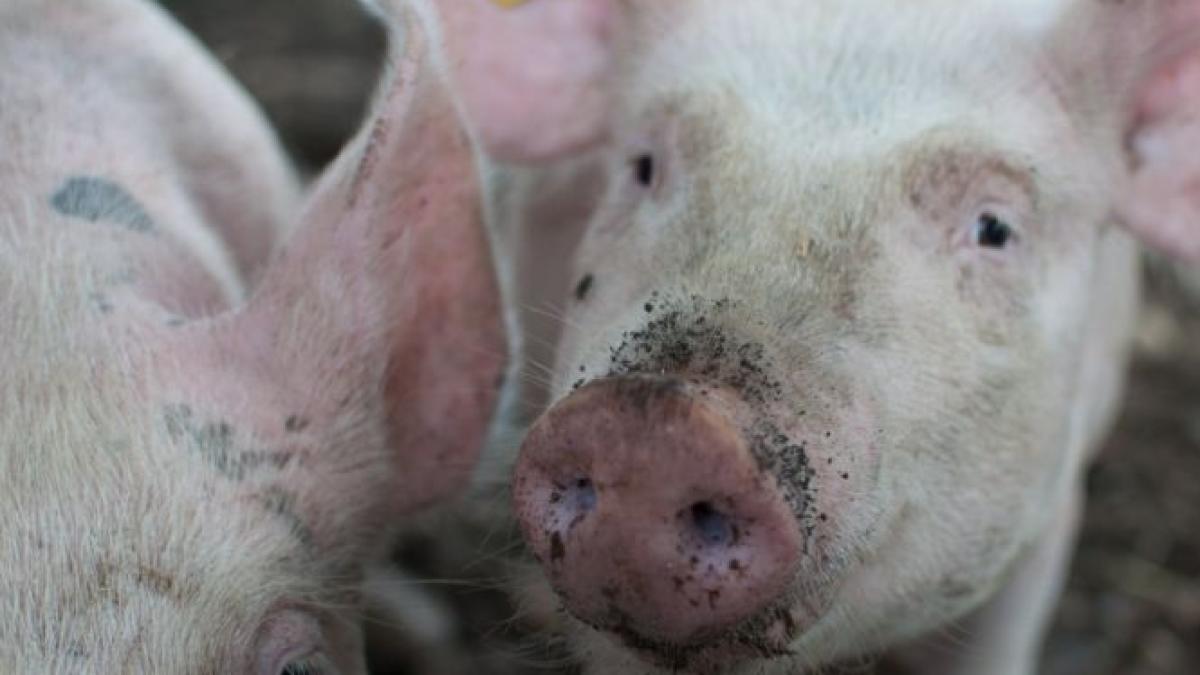 pesta porcina facias cere parchetului extinderea cercetarilor in cazul epidemiei