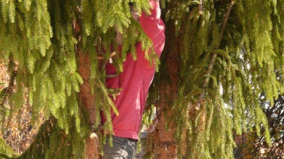 tragedie in botosani un barbat a murit dupa ce copacul pe care il taia s a prabusit peste el