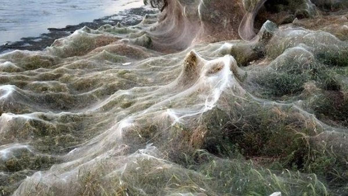 imagini uluitoare de pe o plaja din grecia a fost cuprinsa de o panza de paianjen uriasa de sute de
