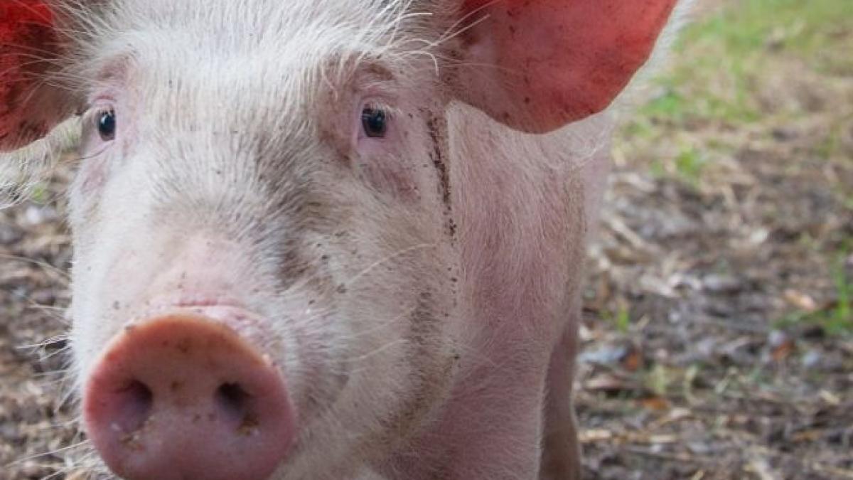 ministrul agriculturii anunta cresterea porcului in gospodarii se va continua sigur imediat ce