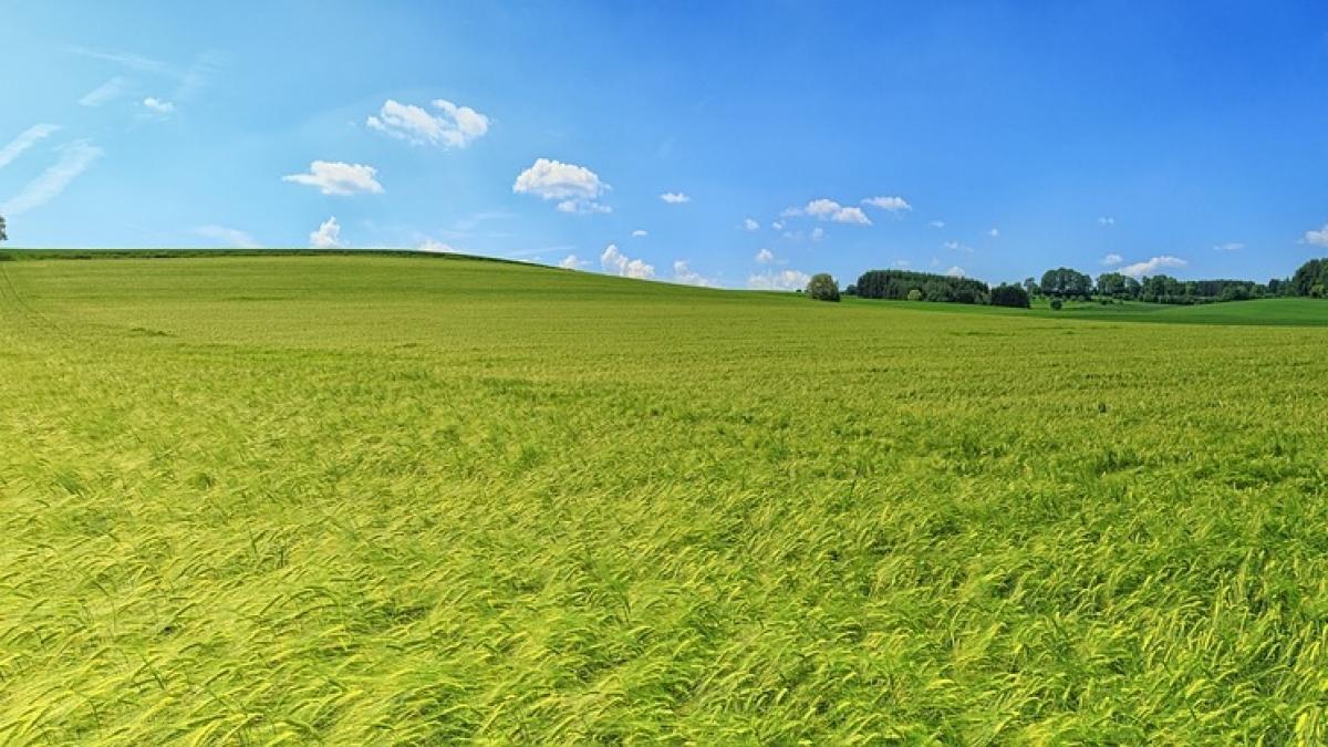 descoperire macabra pe un camp din vaslui