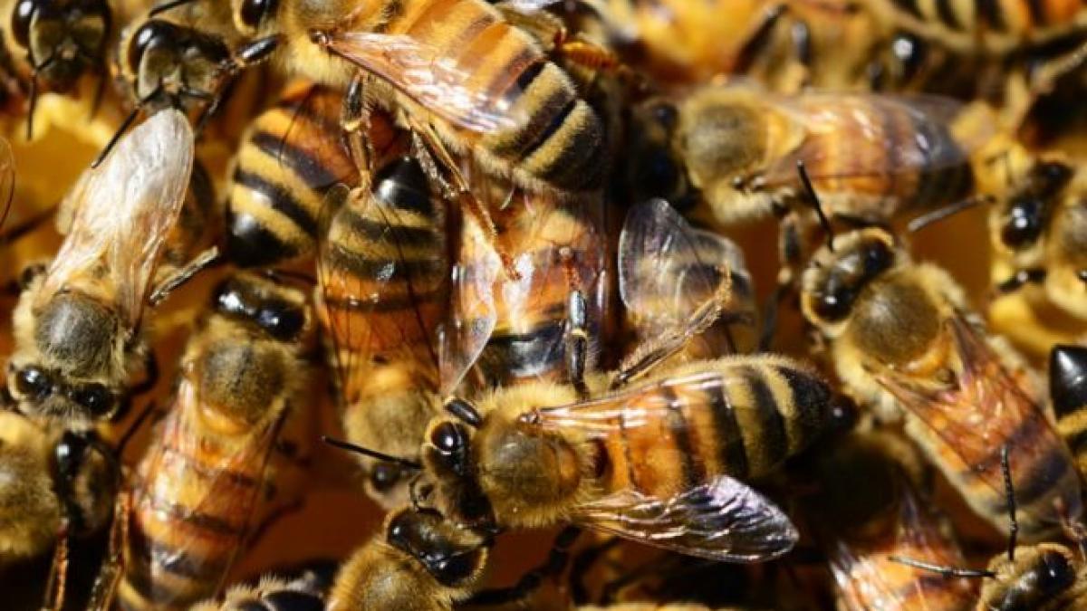 un roi de albine salbatice a atacat patru oameni pe valea jepilor salvamontistii din busteni au