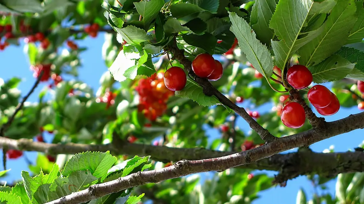 a vrut sa taie un cires batran dar ce a putut sa pateasca nea petre din mehedinti intrece orice