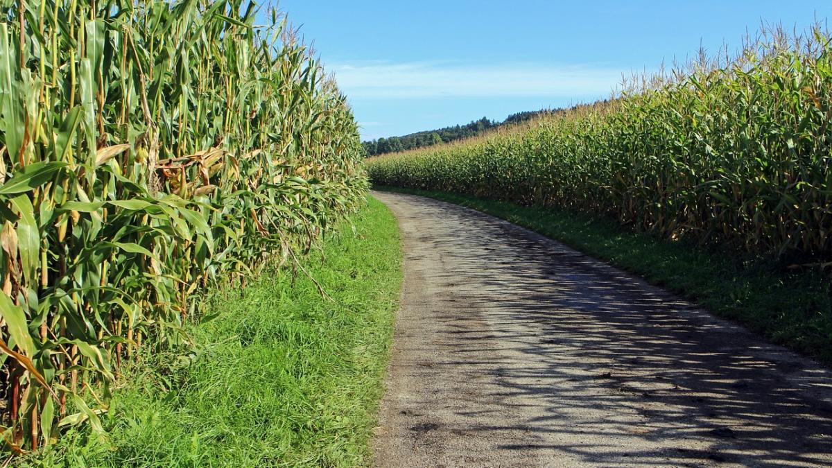 caz socant in botosani un barbat si a dus mama de 82 de ani intr un lan de porumb apoi a ucis o