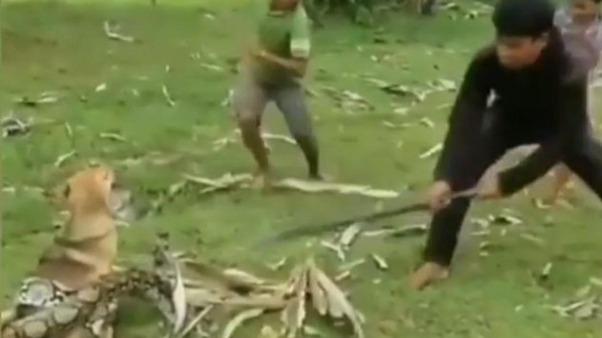 un catel atacat de sarpe a fost salvat de trei copii intregul moment a fost filmat video