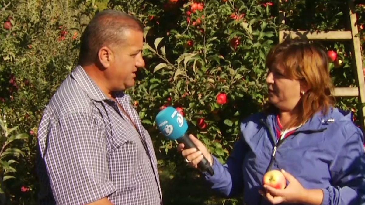 referendum cu parfum de mere coapte