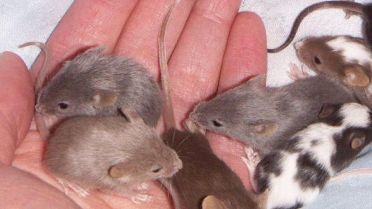 doi soareci de acelasi sex au facut pui cum a fost posibil