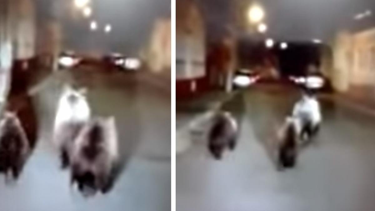 mai multi ursi filmati in centrul orasului fagaras video