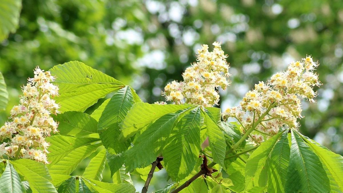 castanii au inflorit a doua oara in romania ce spun specialistii despre acest fenomen